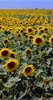 Veel zonnebloemen ... heel veel zonnebloemen - (Klikken opent grotere foto in nieuw