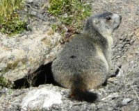 Marmot