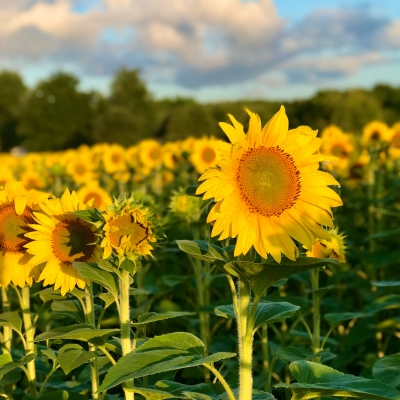 Uitgestrekt zonnebloemvelden