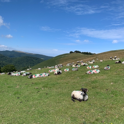 Plateau d' Iraty